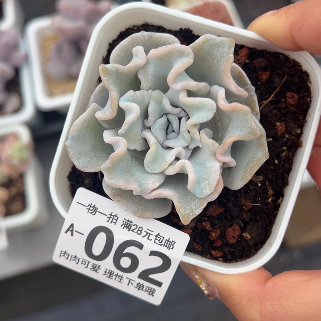 芭蕾舞者多肉多肉，