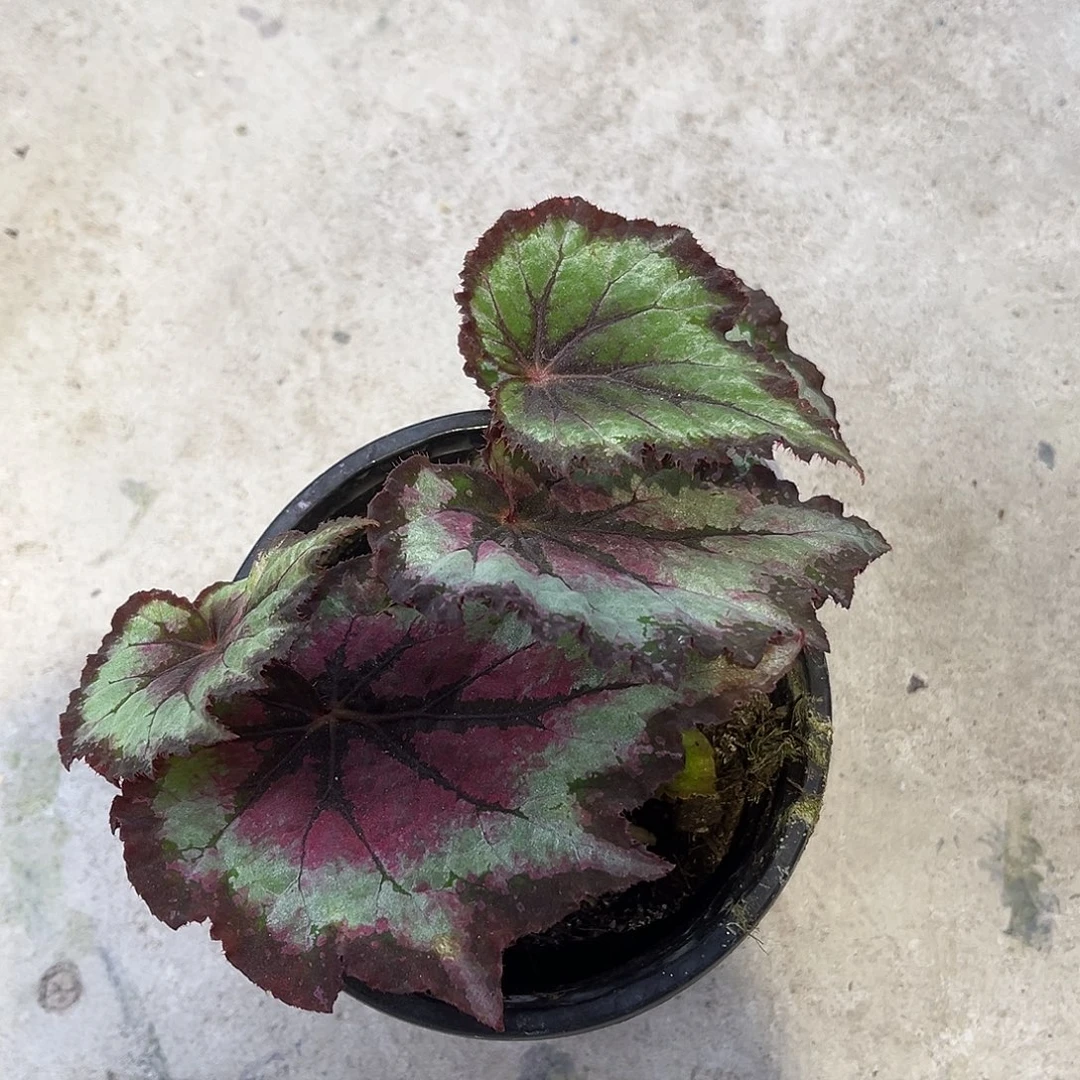 爬***爬完全开放杂菜秋海棠2050