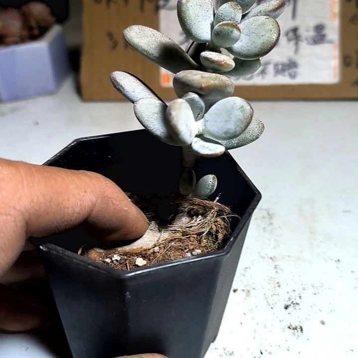 满6元包邮，乒乓佛娘八角盆