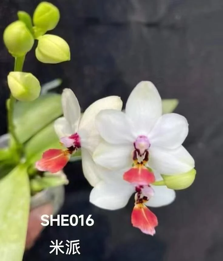 《米派SHE016》原生趣味兰花蝴蝶兰洛比小兔子桌面盆栽花卉原生