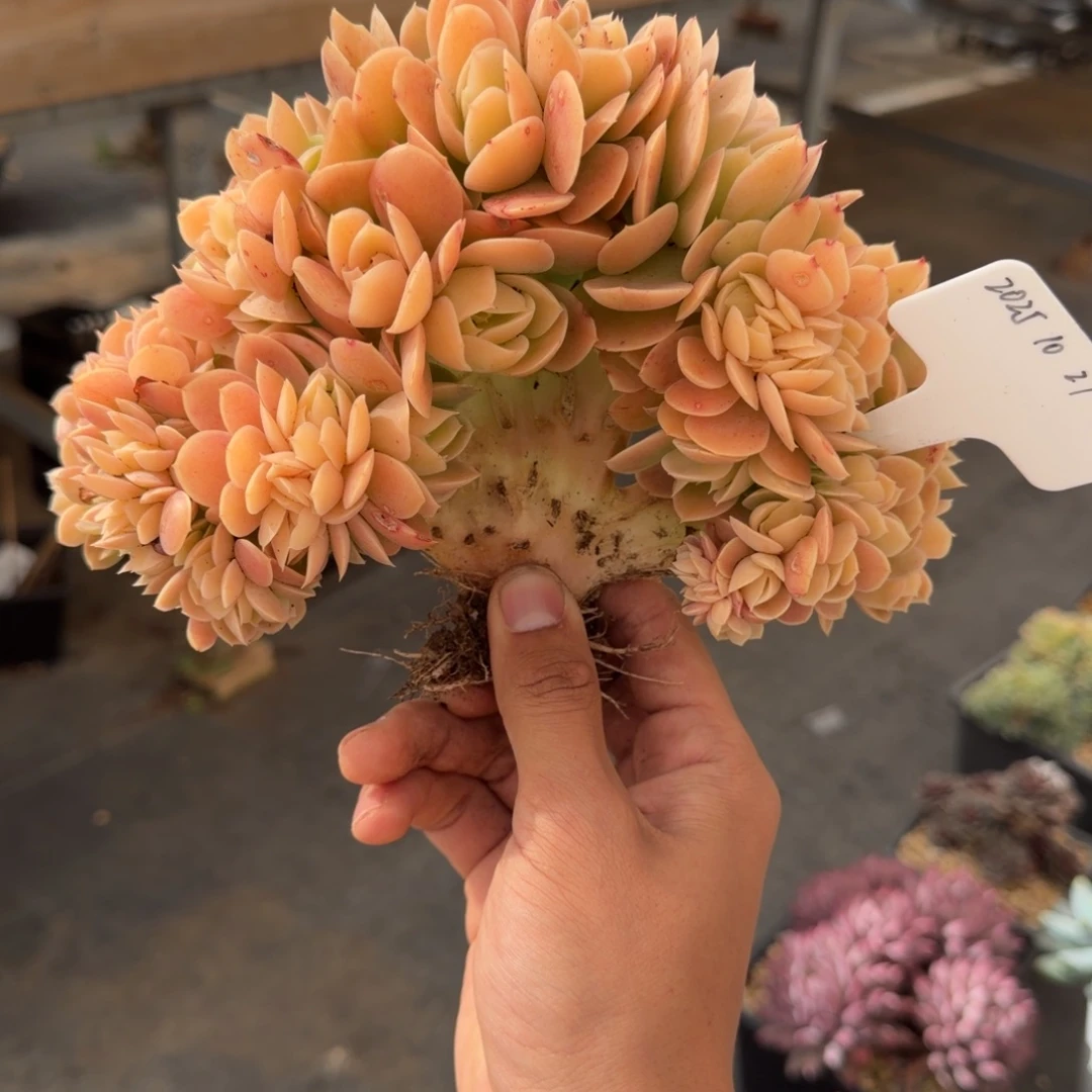 一物一拍星娜塔树缀83