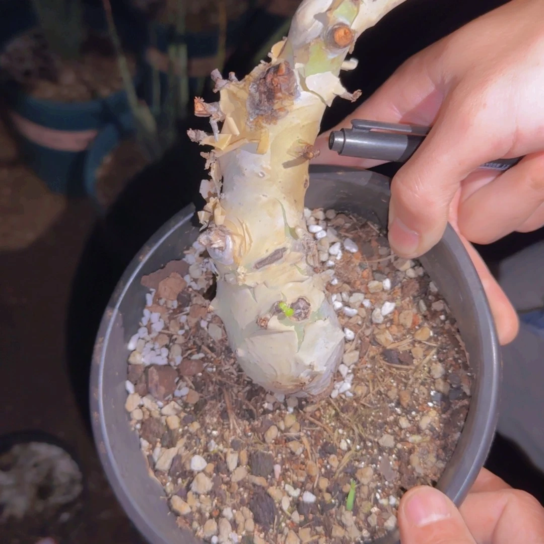 雨***耳块根植物块根植物