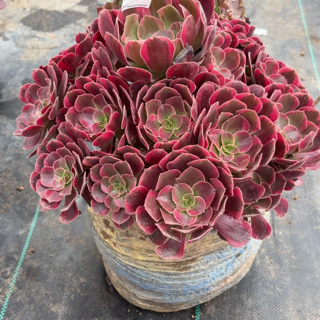 358大凤冠多肉植物发货