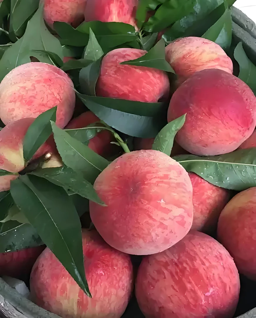 充国香桃现摘现发—产地直发，坏果包赔