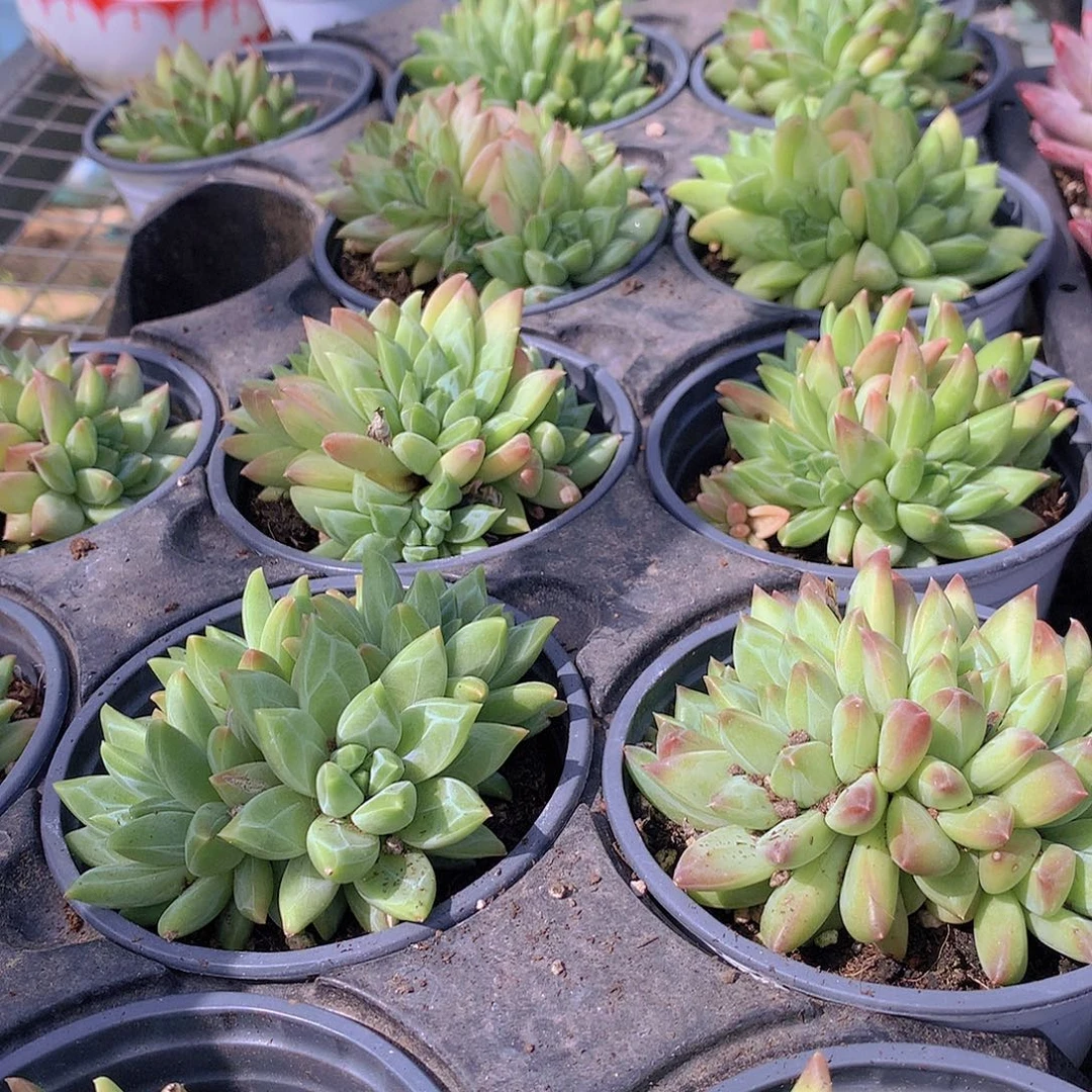 幻影美人35688990000
