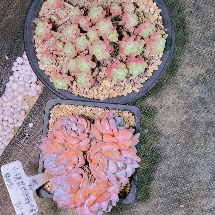 【闪购商品】猫*卷0941