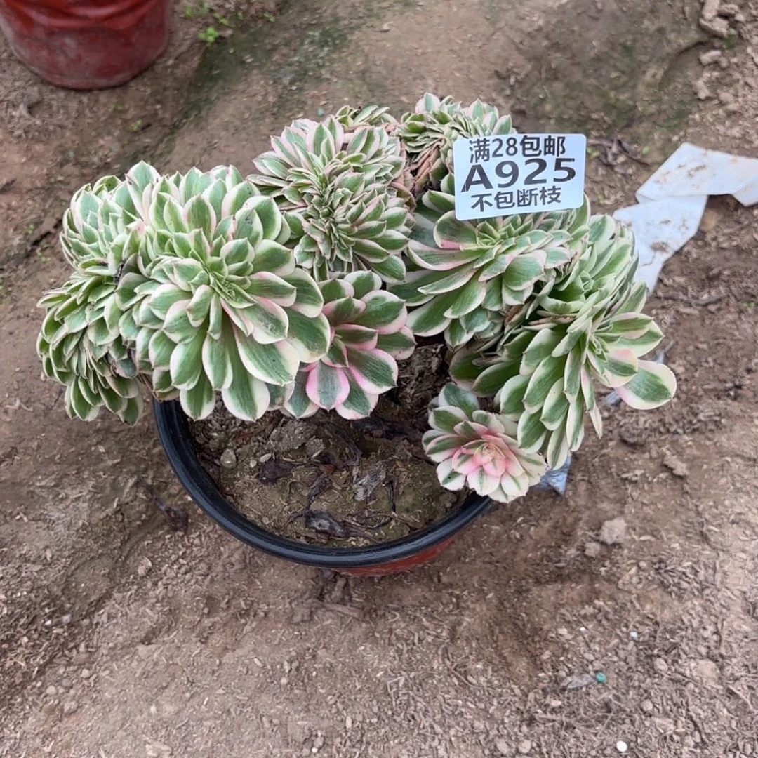 N. 925倾城缀多肉。ade