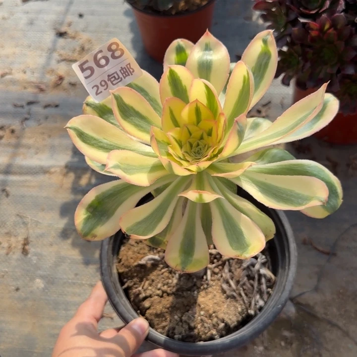 艳姿锦……杆弯……多肉植物……