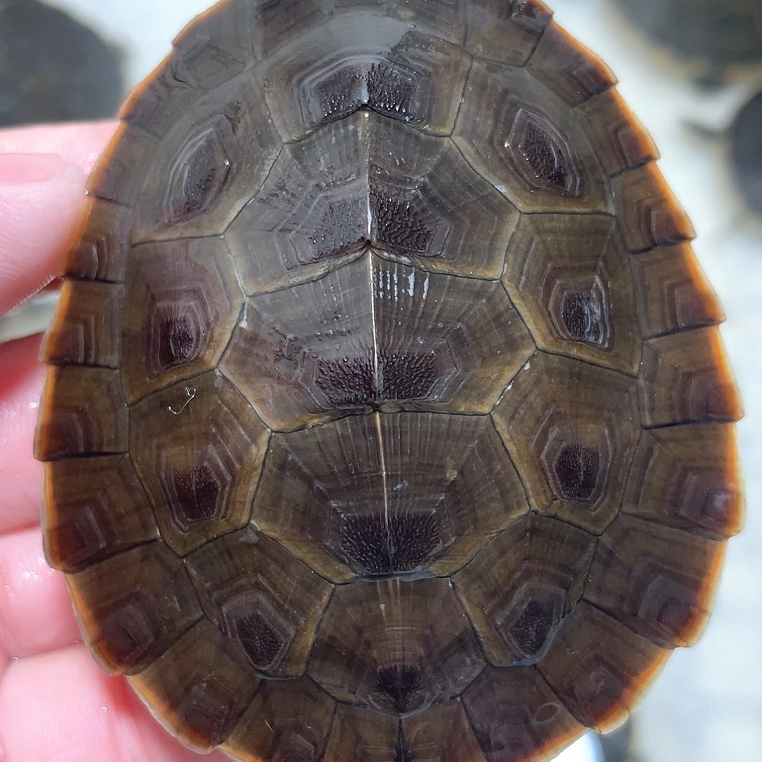 宠物龟不分公母圆澳7.9