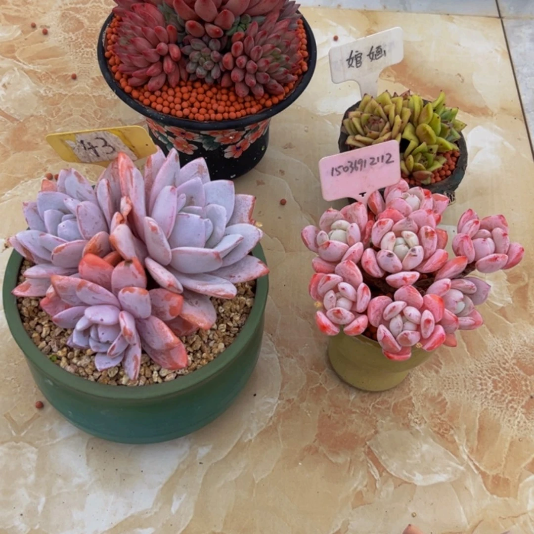 四颗一起多肉植物