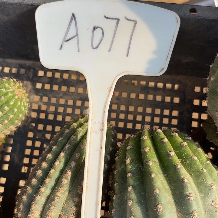 A077,美瞳5颗毛花柱