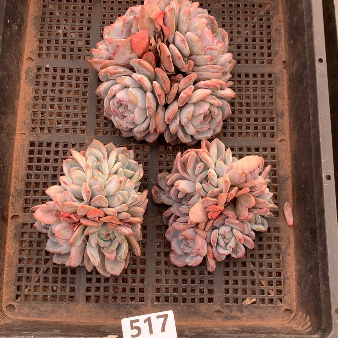 517号新疆西藏内蒙古不包邮的