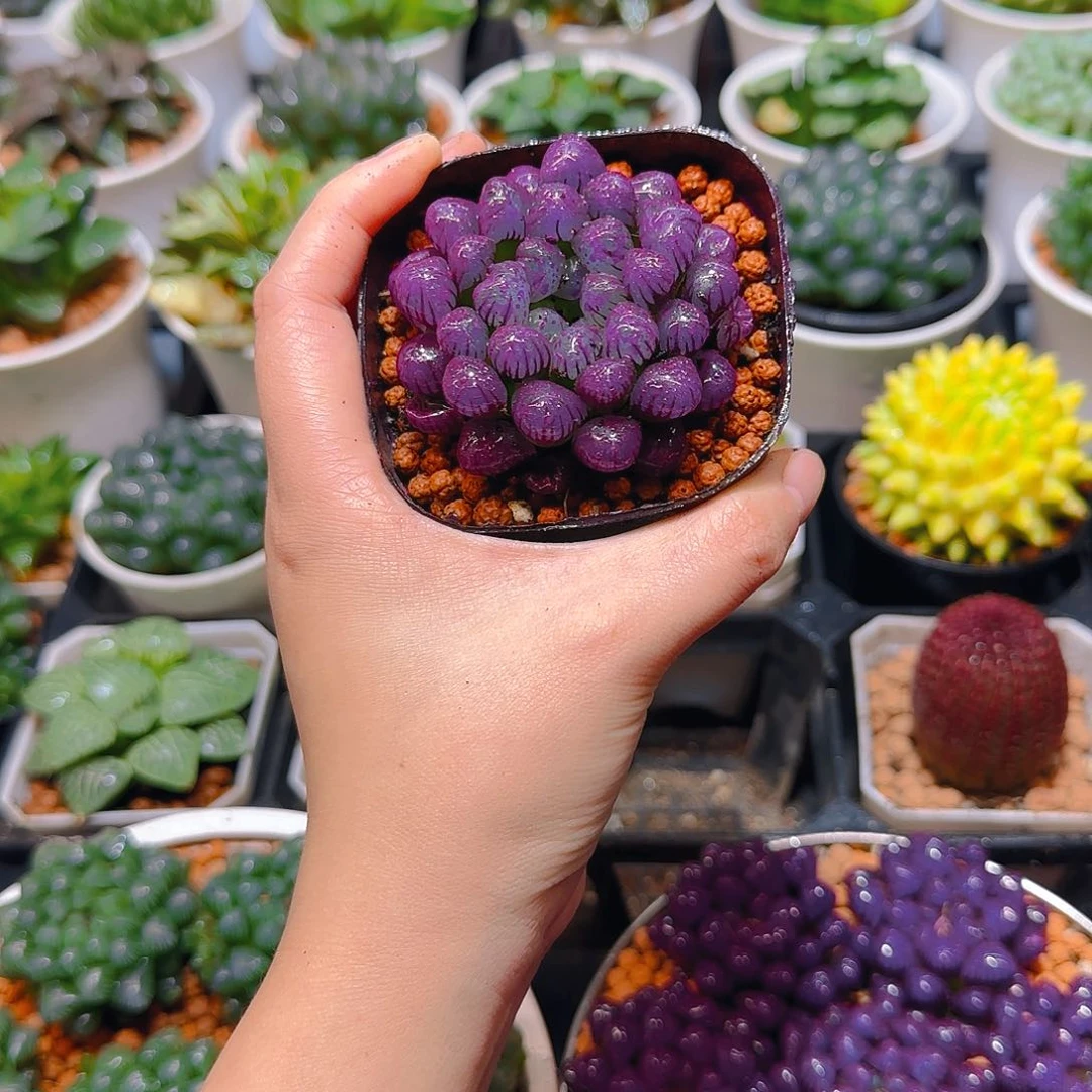 紫宝石冰灯玉露，原盆，人工上色