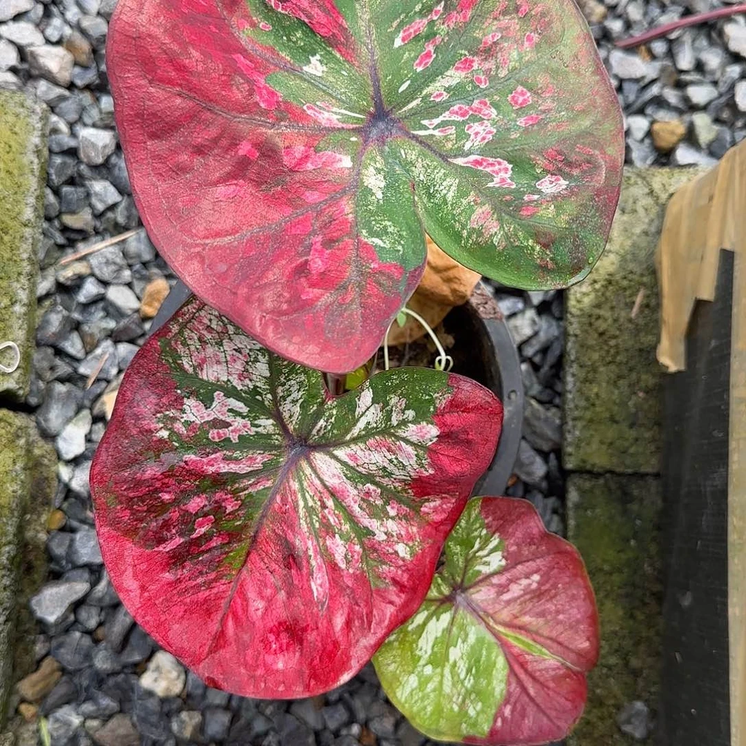 完全开放泰彩脱土发