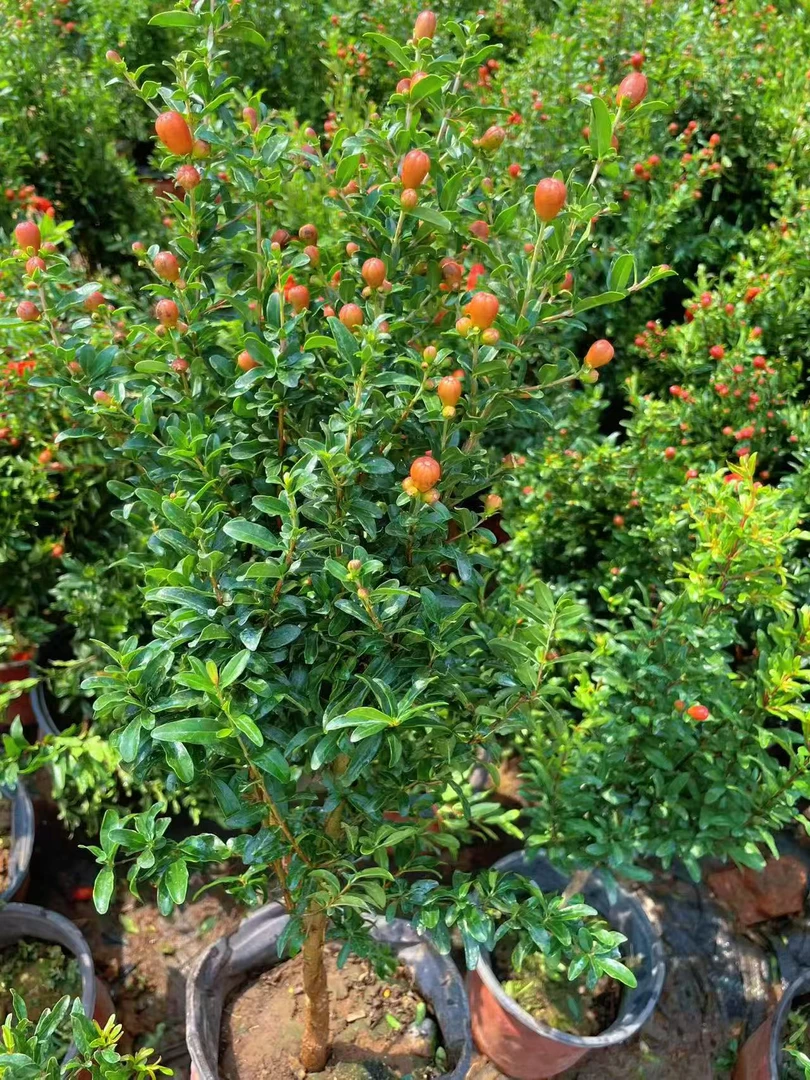 【石榴花】盆栽多子多福四季易养观赏型花卉庭院室内阳台绿植