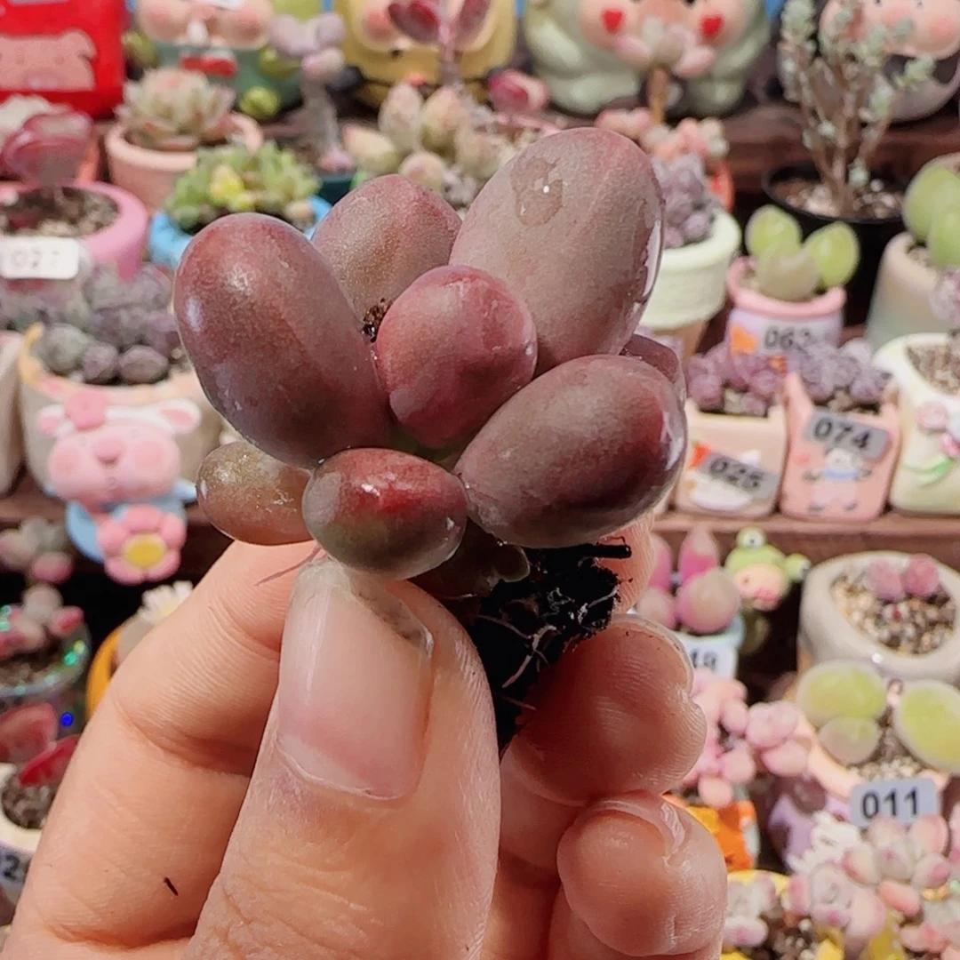 雪***天T芒果奶盆口2.5cm