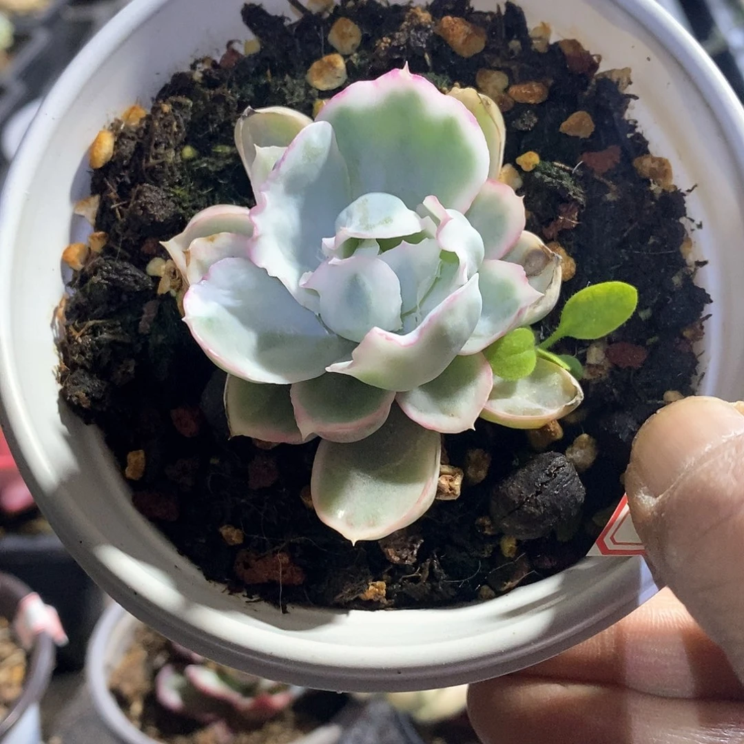 A872精美多肉伯克利锦