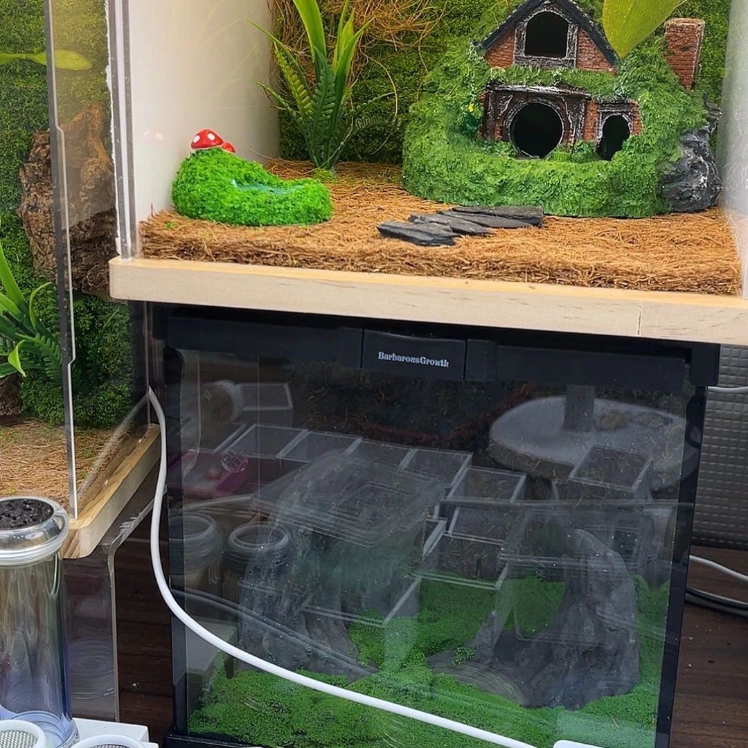 日***尊热带雨林➕全品巨拟哦哈哈