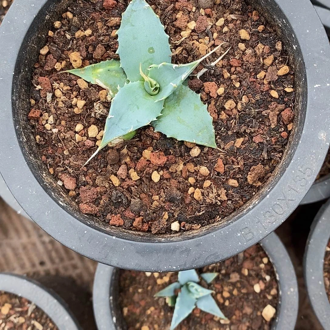 曼陀罗龙舌兰象牙白