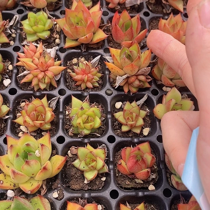 191 ；多肉植物盆栽植物