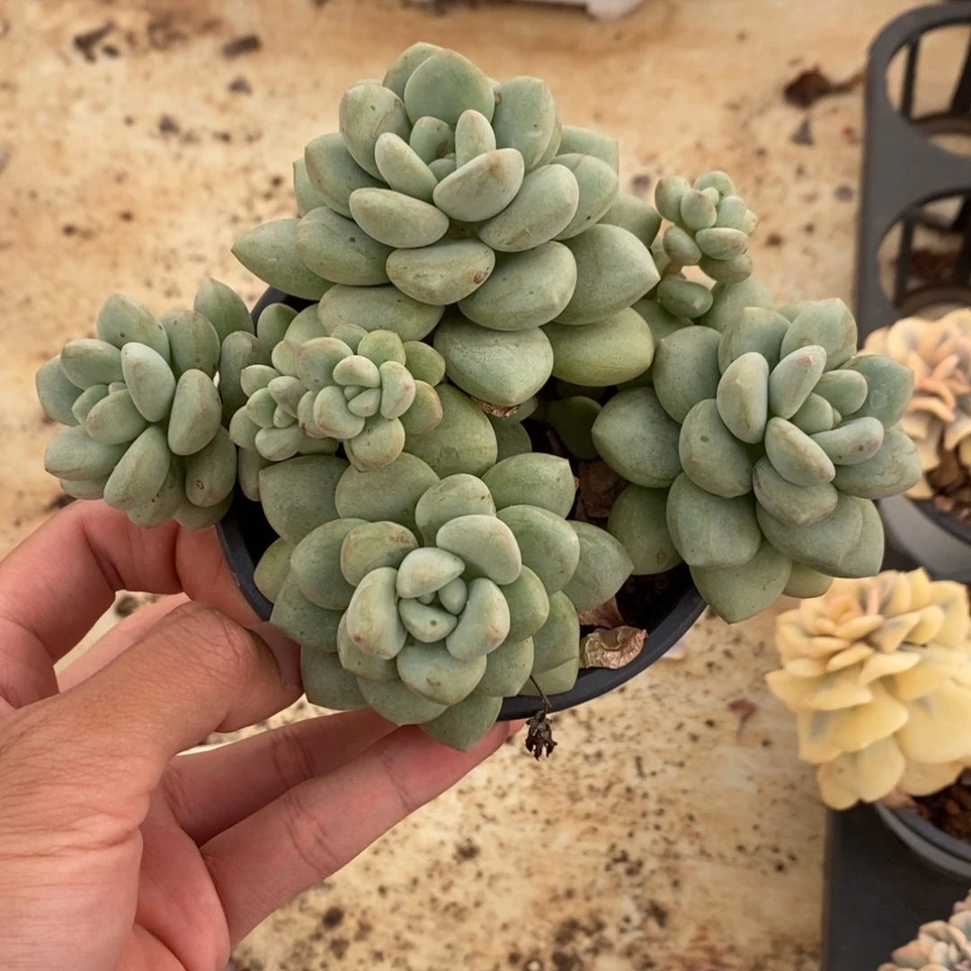 泡泡糖多肉植物8815