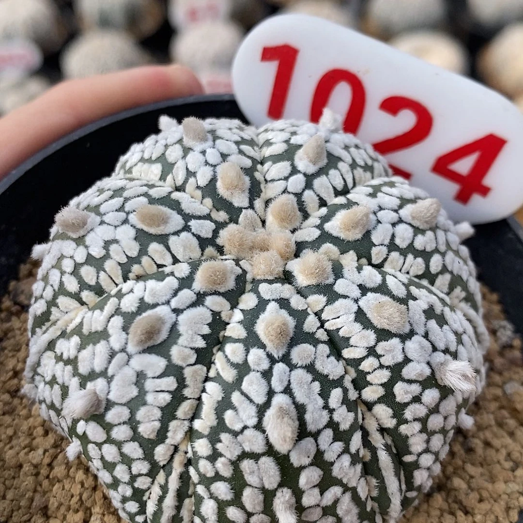 1024七愣复愣兜系列