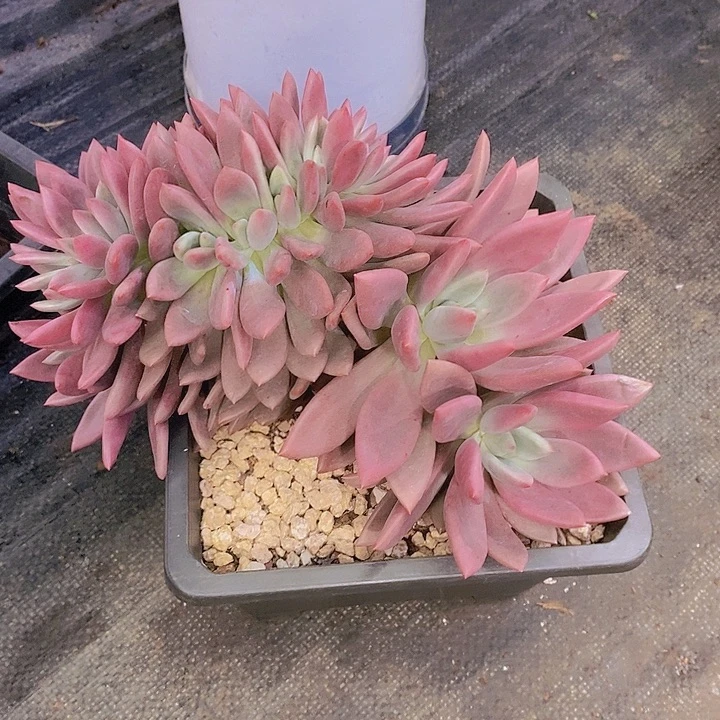 用***3桃花源缀化多肉植物