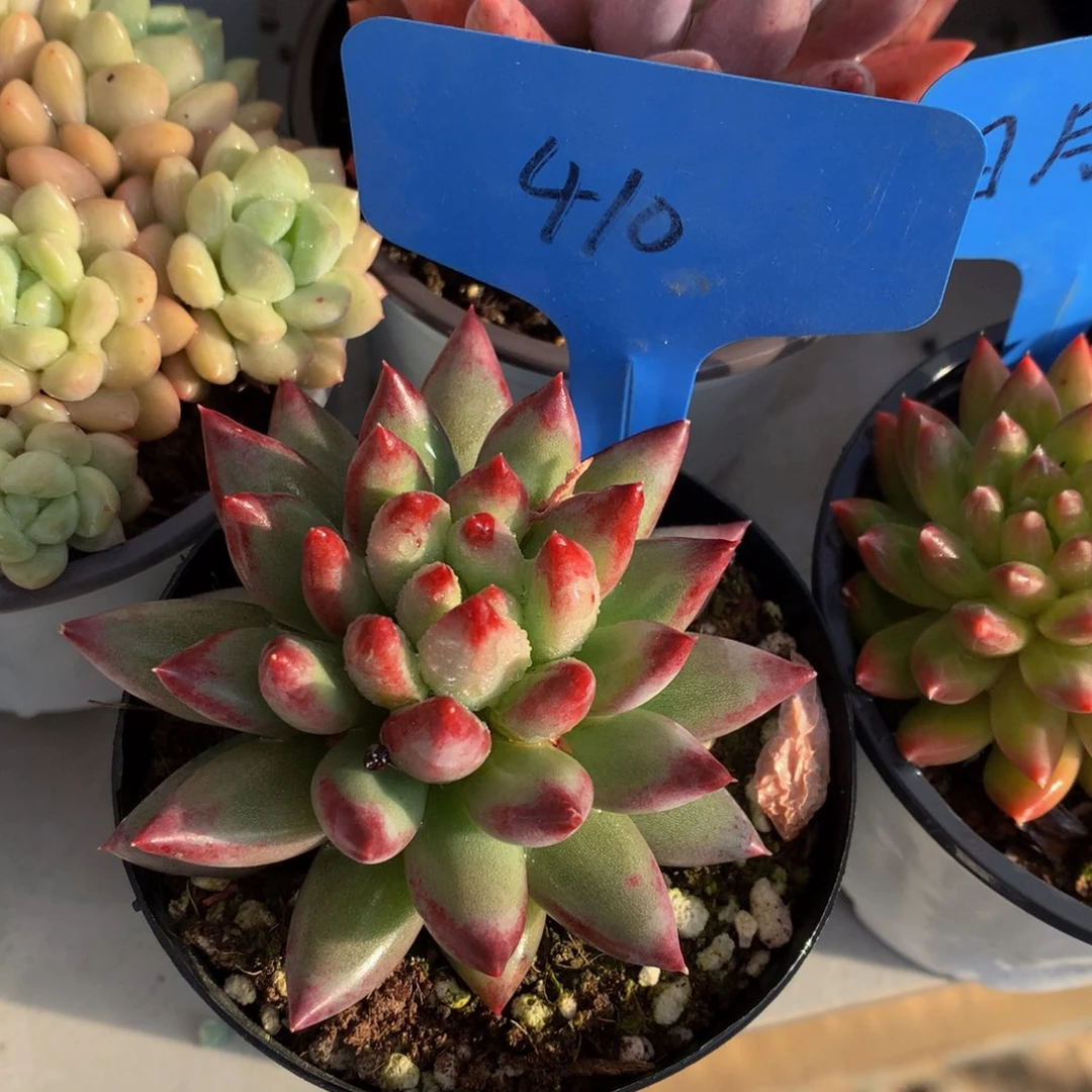 二代虞美人7277272727