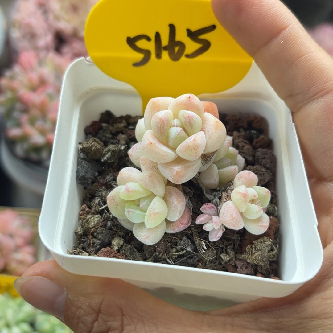 6头糖心冰玉老桩5165
