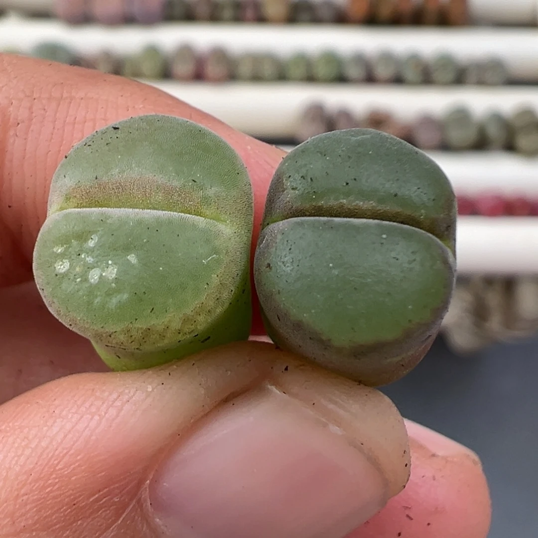 12.28好看的多肉脱土发货875