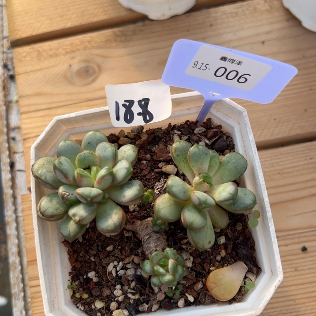 用****8定向9.15-006