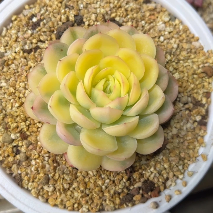 草莓冰锦 夏鸣园艺