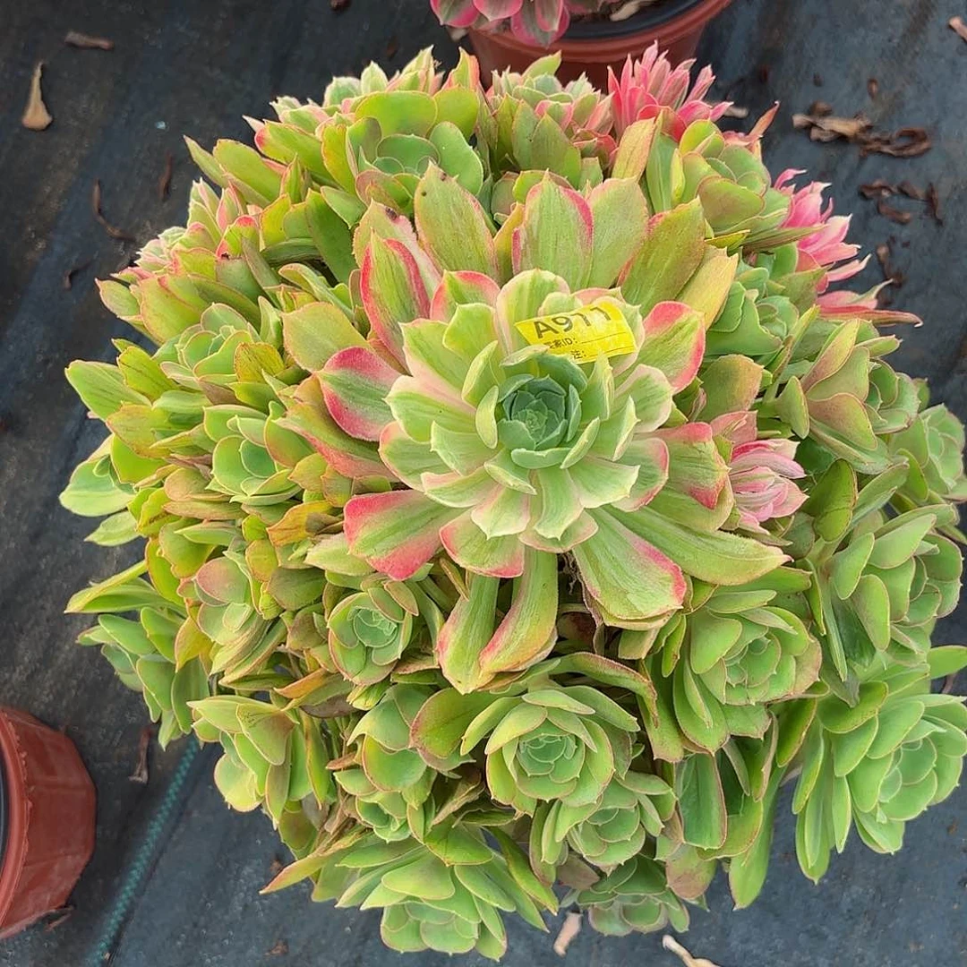 伤疤光辉911多肉多肉