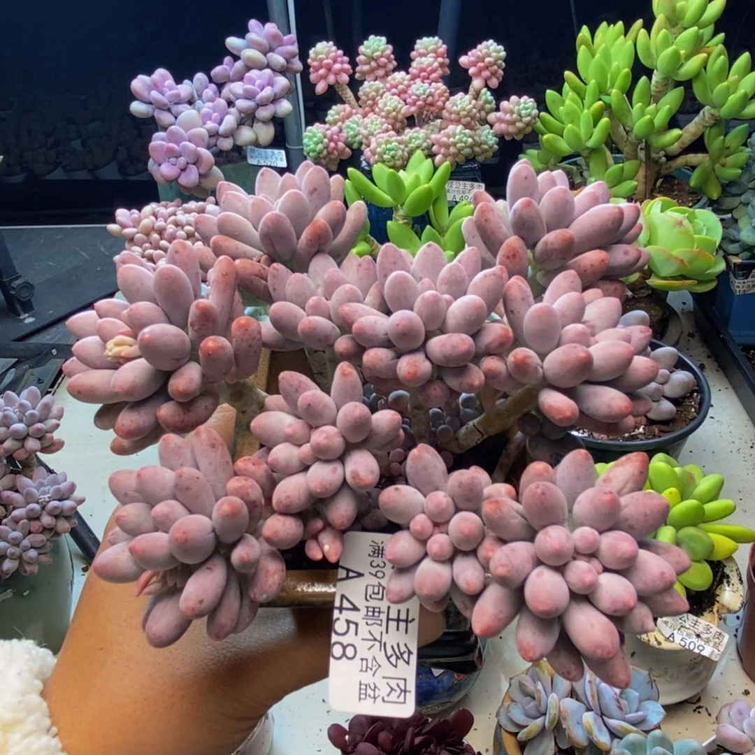 美***儿458婴儿手指多肉12cm