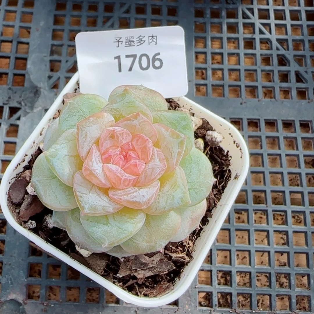 奶糖，1706多肉植物