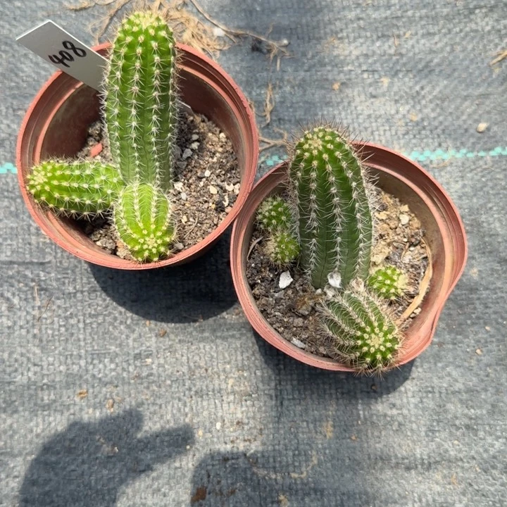 白檀仙人掌408带跟带仔