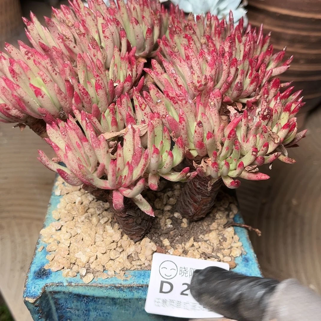 2733维斯仙女杯多肉