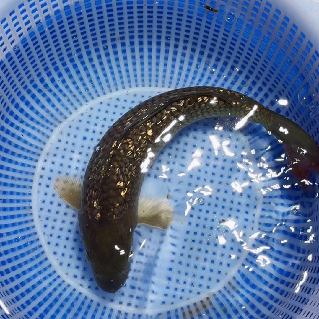 锦鲤精品甄选血统锦鲤