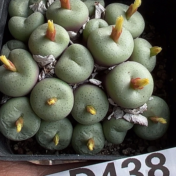 438号吕氏大饼yxzyyyxyxx