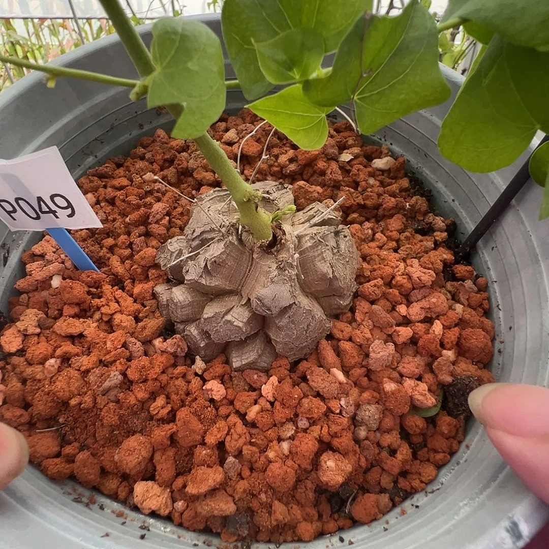 多肉植物专拍 一物一拍 南非龟甲龙， 049