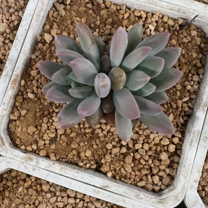 胖彩体 哥特 双头 一物一拍