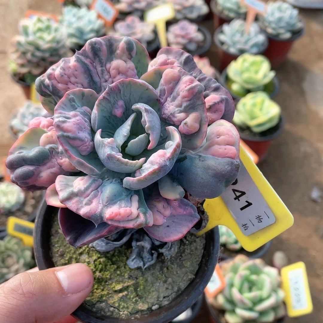 【闪购商品】941号