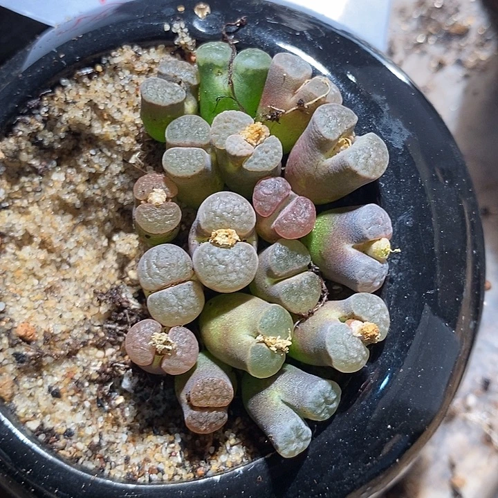 27303。 磁铁一颗。