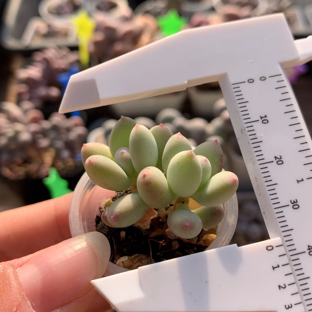 红宝石苹果奶多肉植物