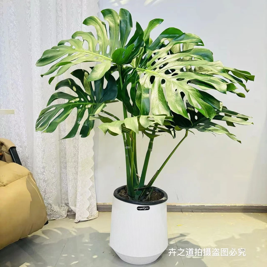 老桩龟背竹造型盆栽室内大型植物客厅办公司净化空气绿植北欧ins