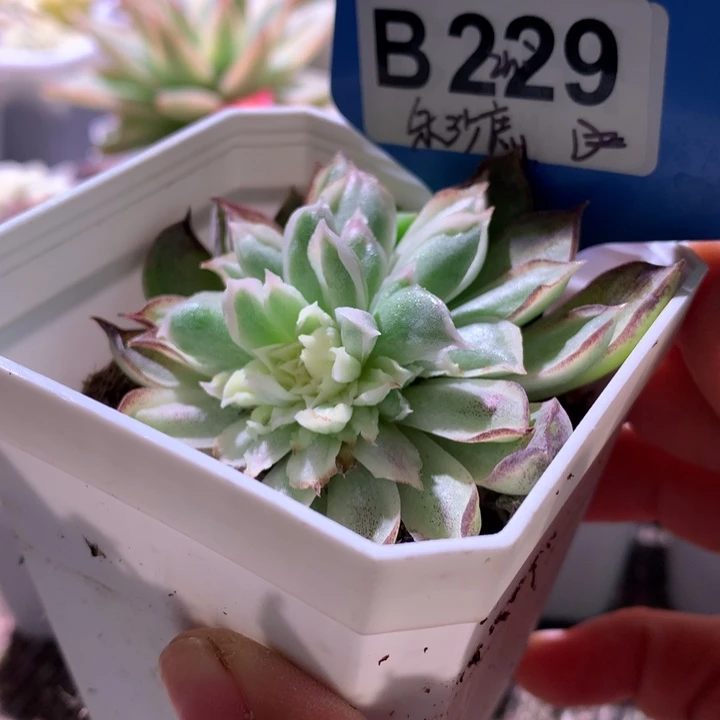 朱砂痣有根有根有根