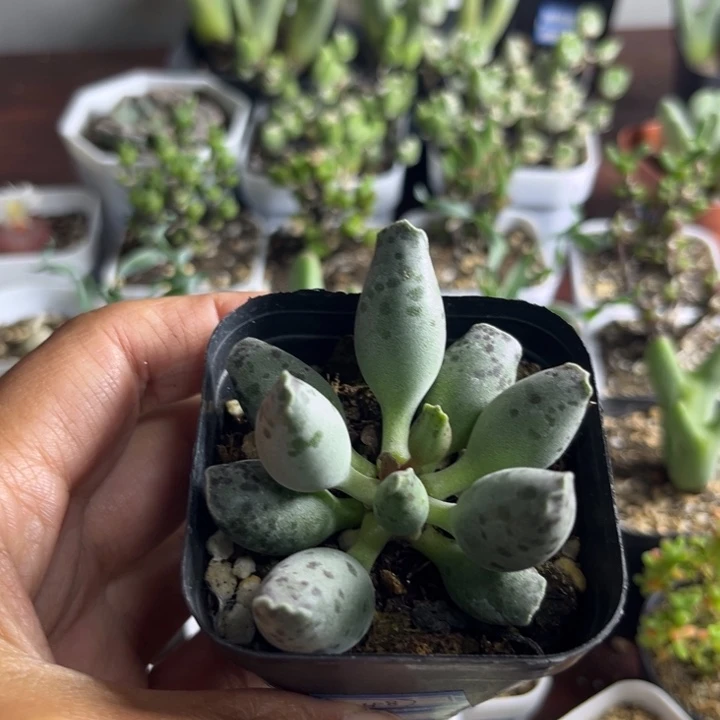 487 海豹水泡多肉植物