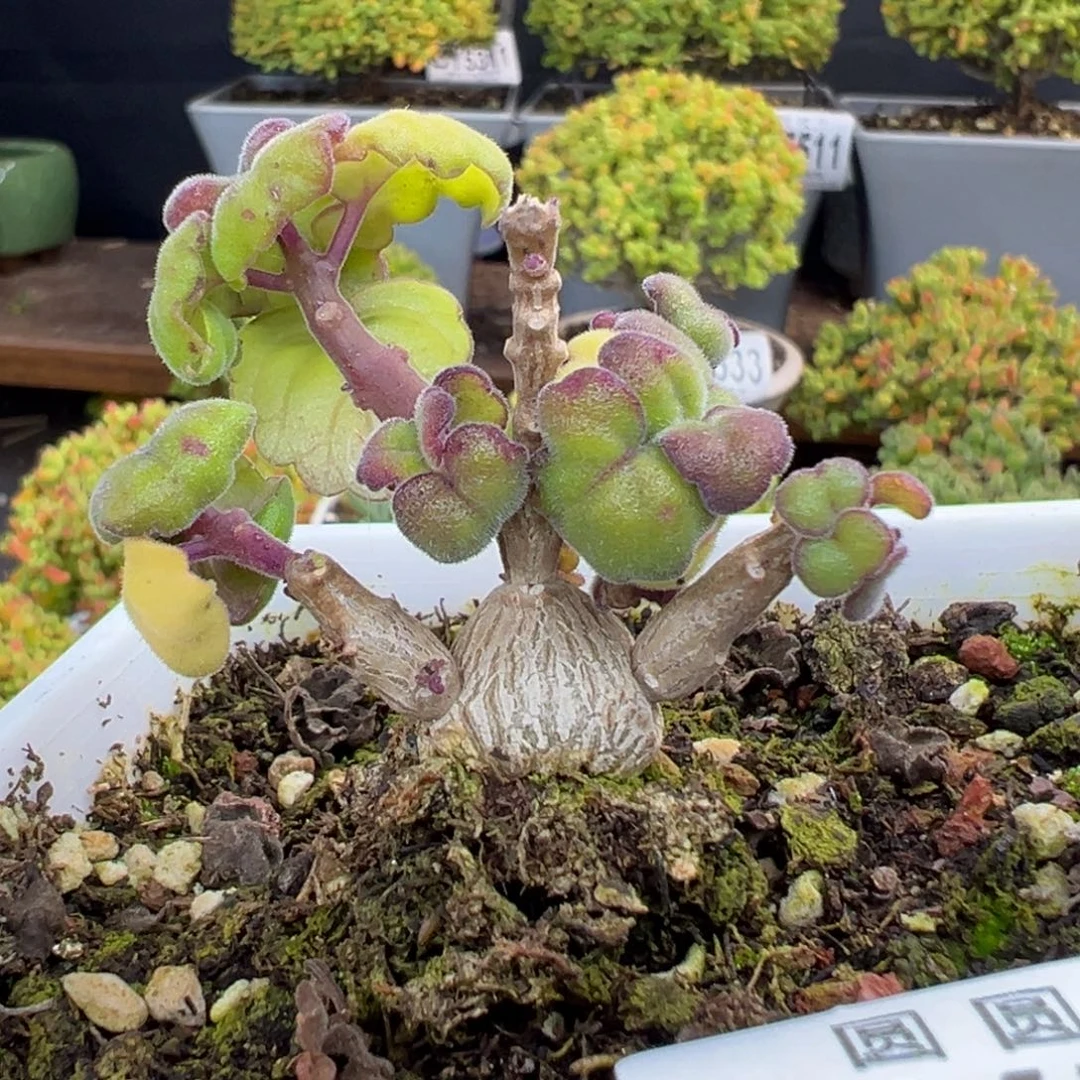 椰***糖dy5607艾氏延命草