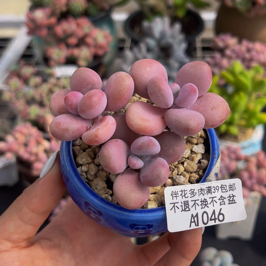 046-腰子桃蛋多肉5cm