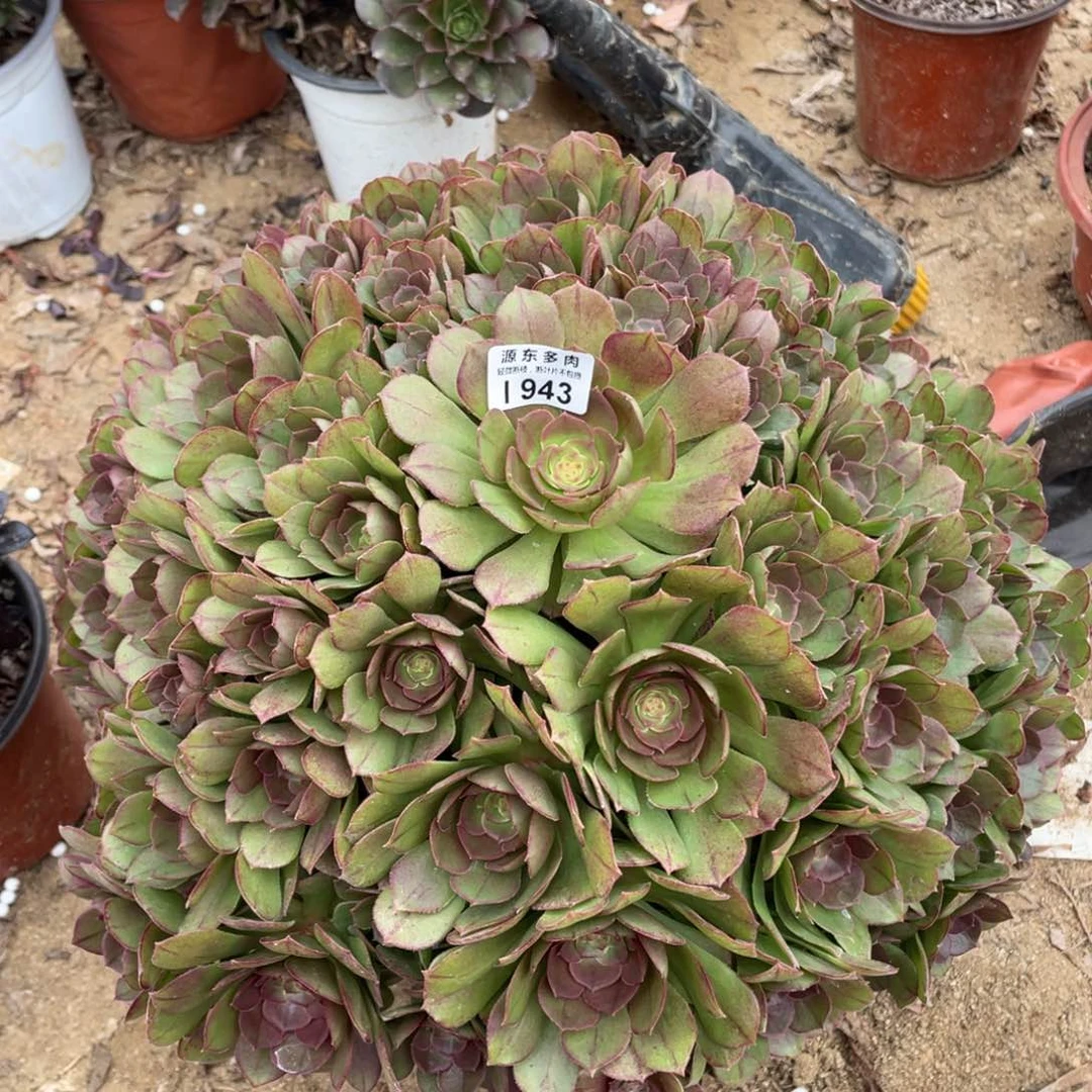 943沙拉碗多肉法师断枝不包